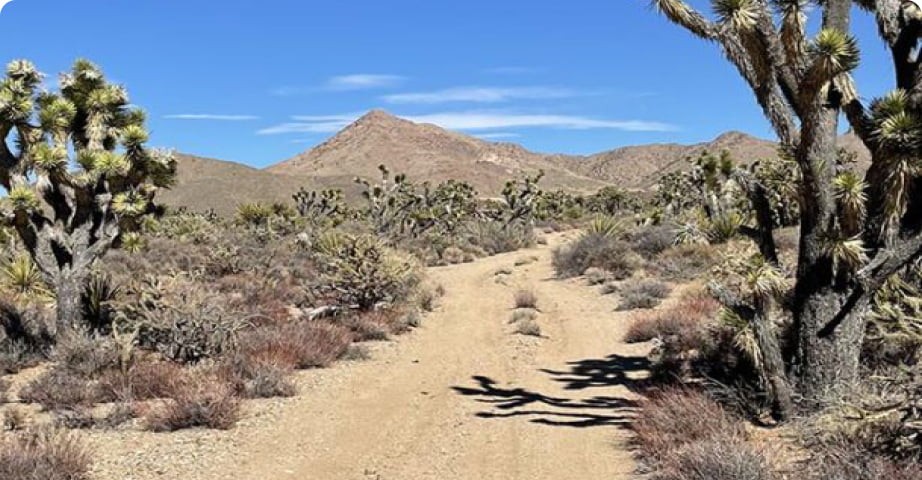 Searchlight background image